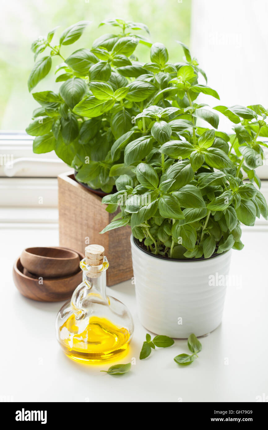 Le basilic frais dans l'huile d'olive aux herbes pot cuisine Banque D'Images