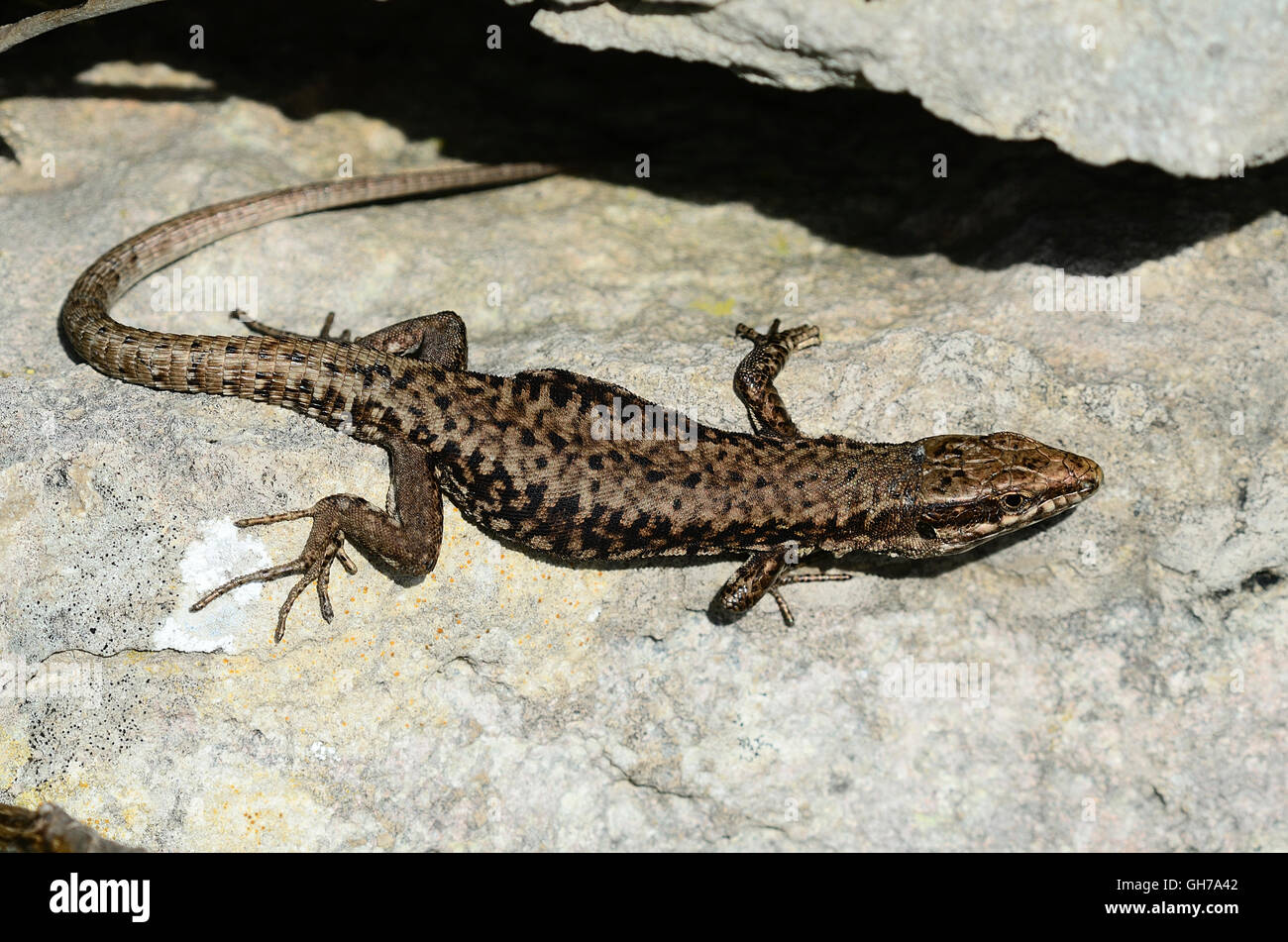 Mâle adulte pèlerin lézard des murailles Banque D'Images