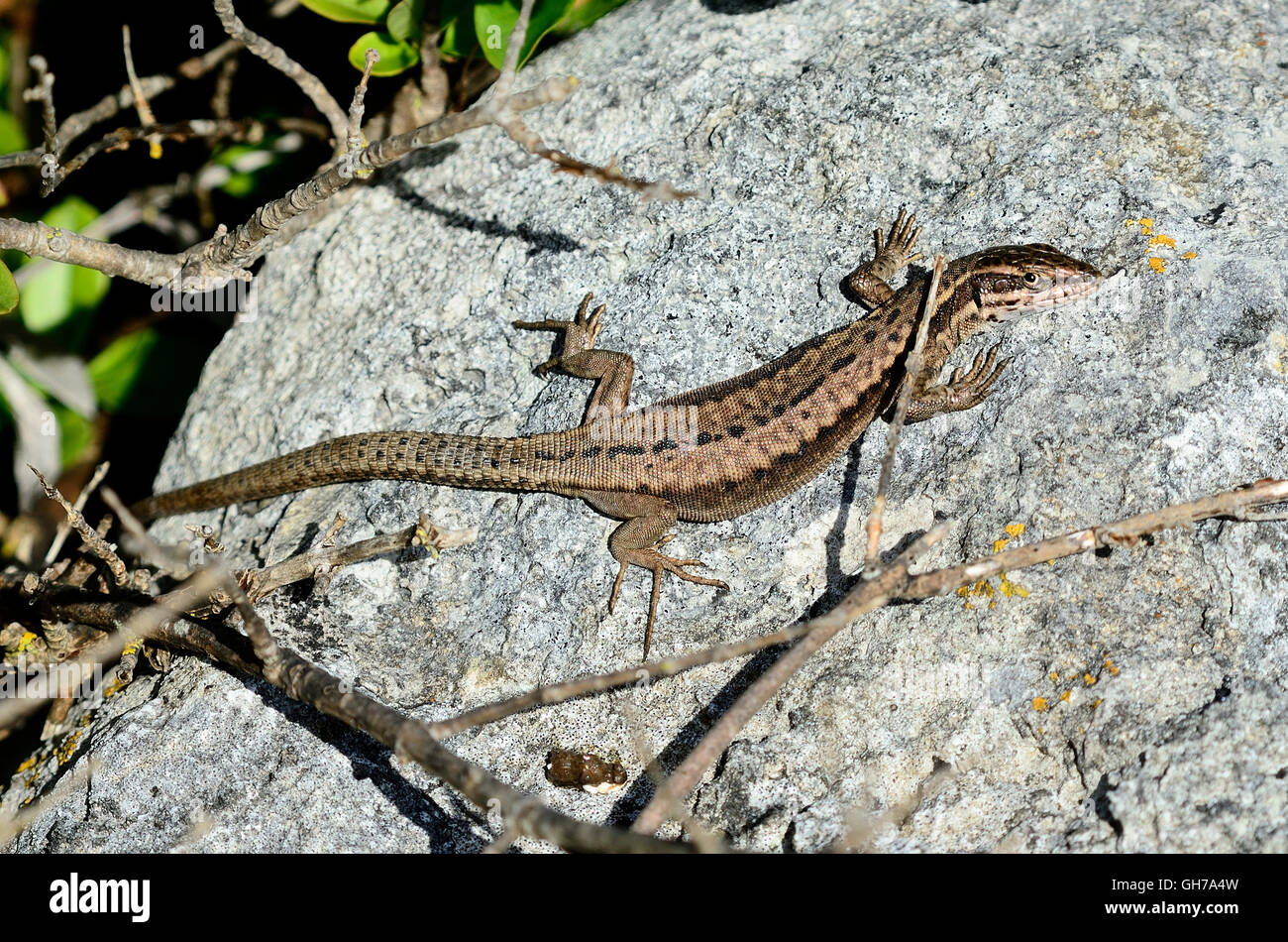 Lézard des murailles sur une pierre UK Banque D'Images