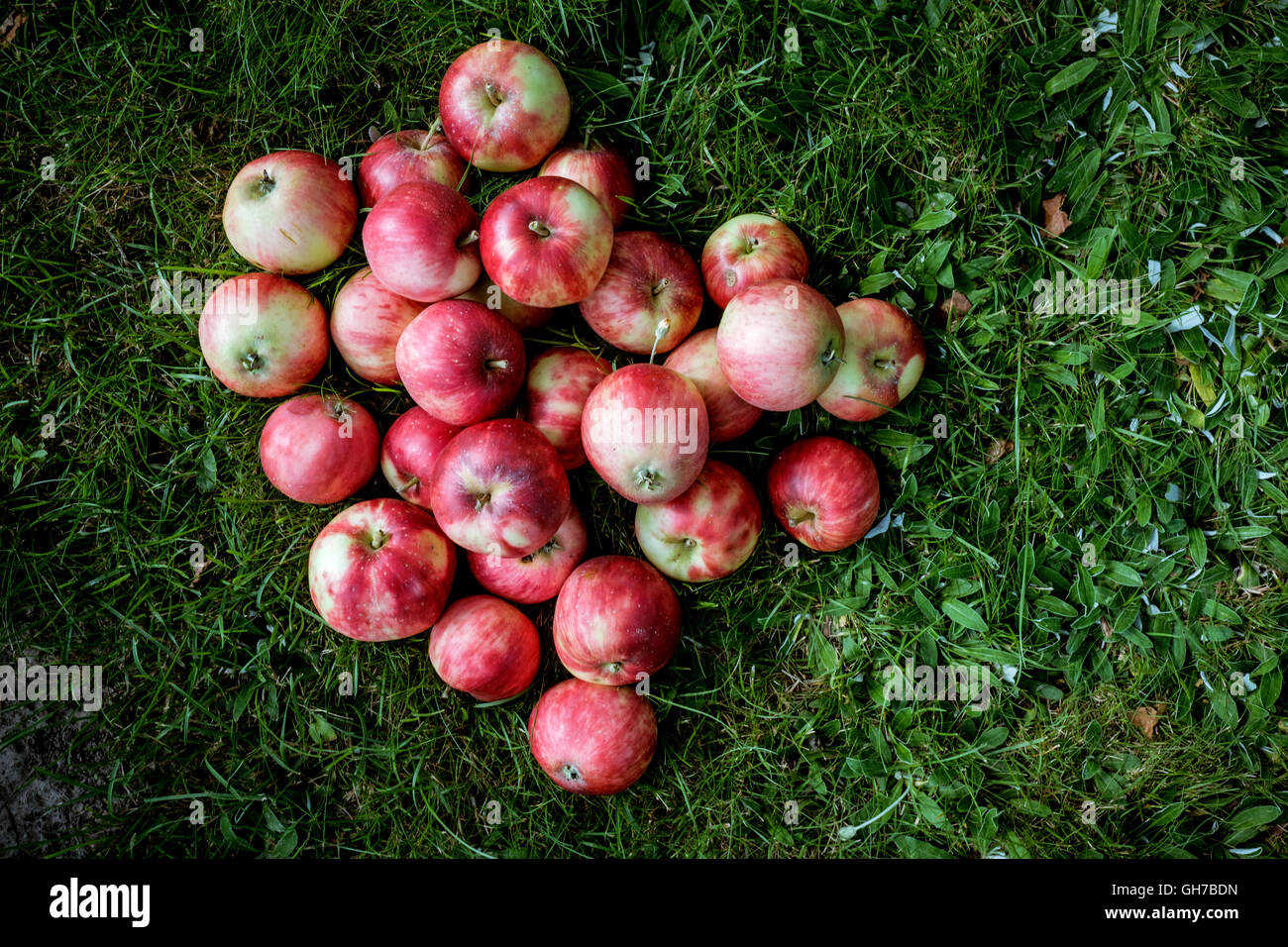 Eco-jaune naturel des pommes rouges dans l'herbe Banque D'Images