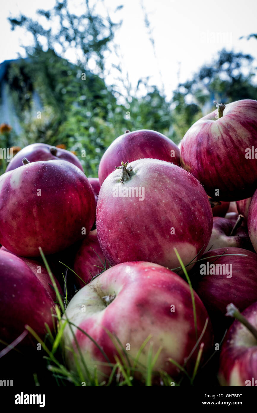 Eco-jaune naturel des pommes rouges dans l'herbe Banque D'Images