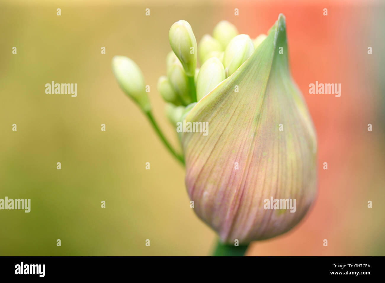 Agapanthus gousse débordant d'énergie de la nature Photographie Jane Ann Butler JABP1550 Banque D'Images
