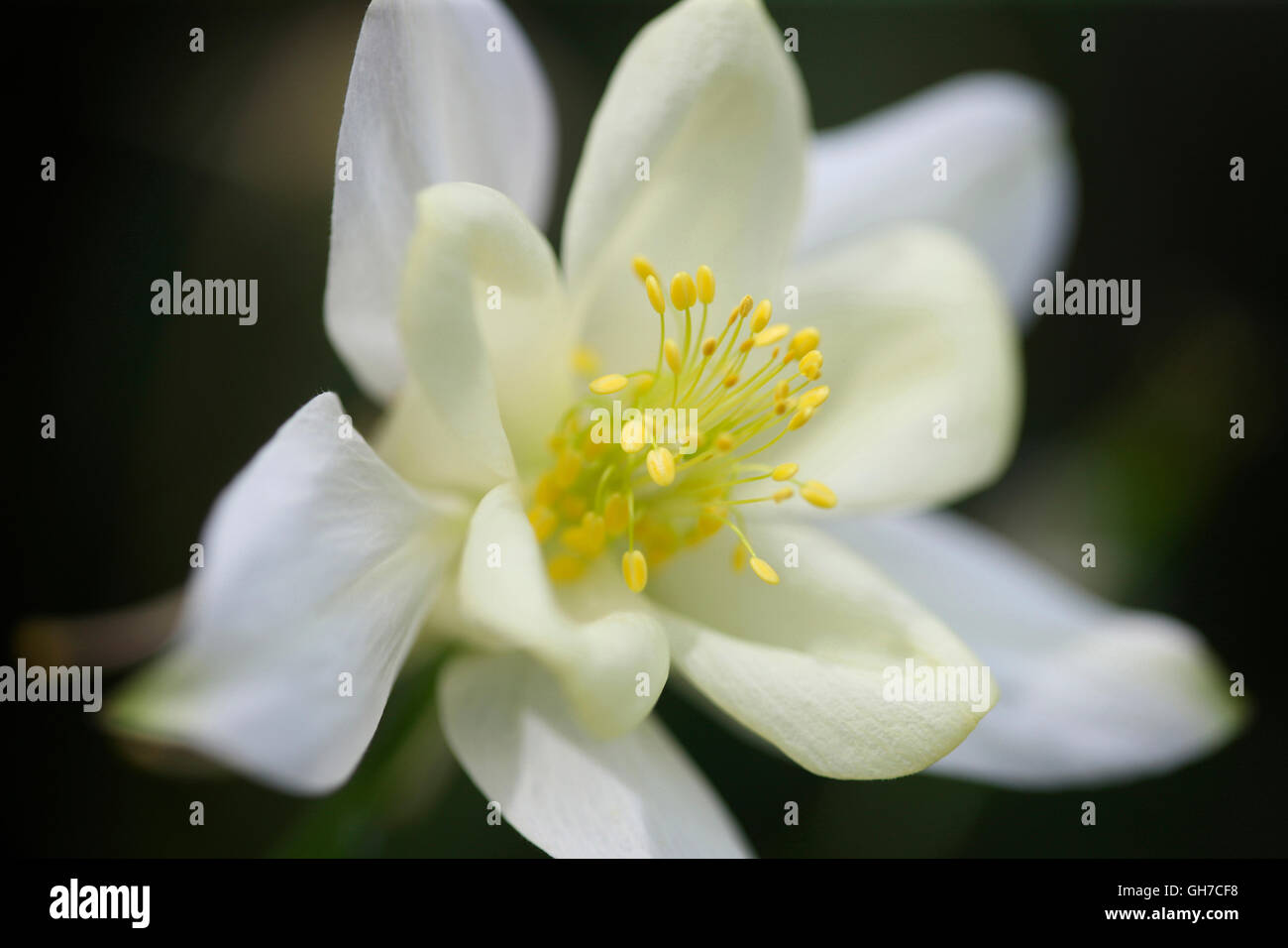 L'éclat d'été aquilegia blanche bloom avec le pollen des étamines riche Jane Ann Butler Photography JABP1549 Banque D'Images