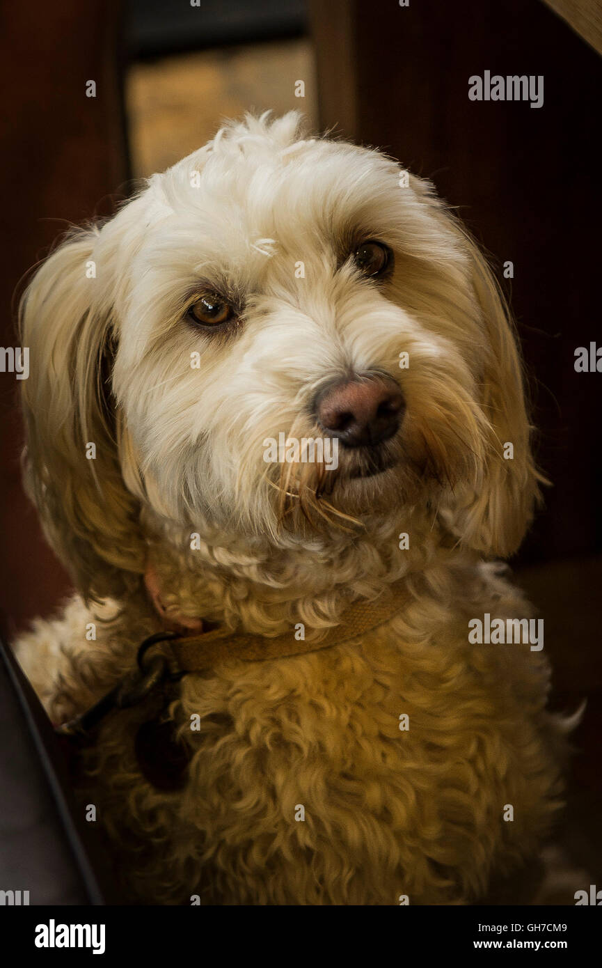 Une Cockapoo, un chien de race mixte. Banque D'Images