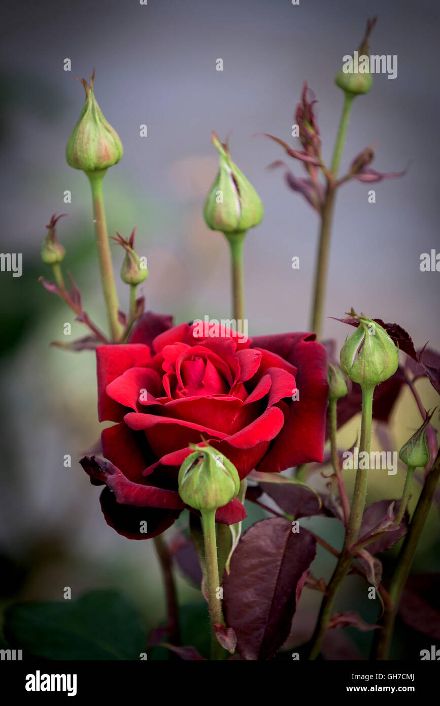 Une rose rouge. Banque D'Images