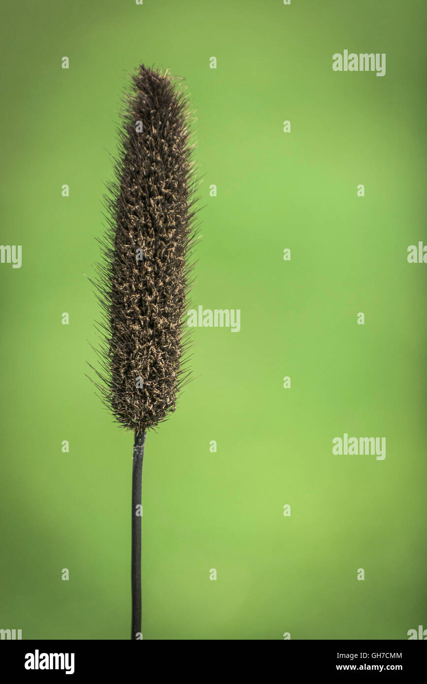 Millet ornemental. Pennisetum glaucum. Banque D'Images