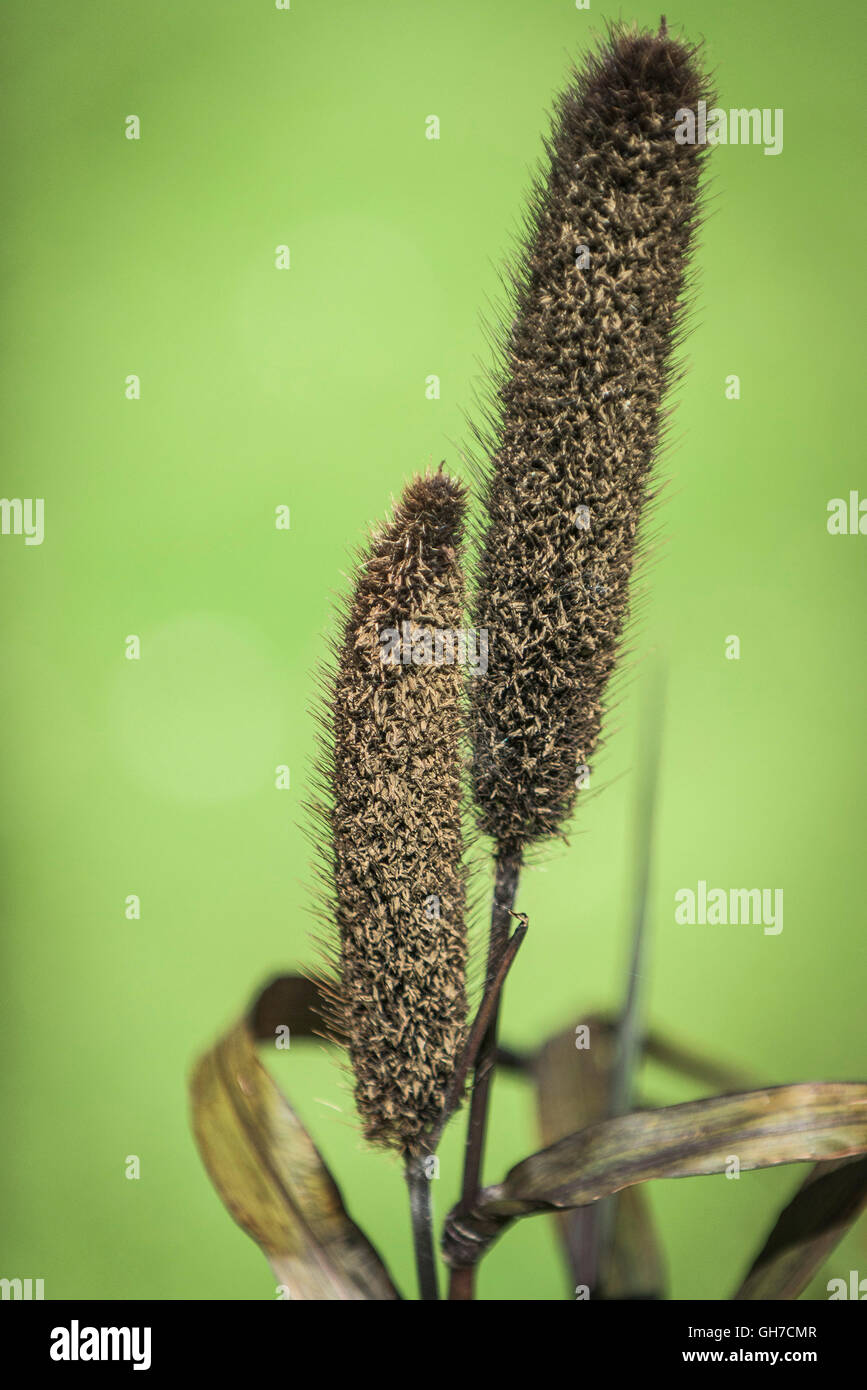 Millet ornemental. Pennisetum glaucum. Banque D'Images