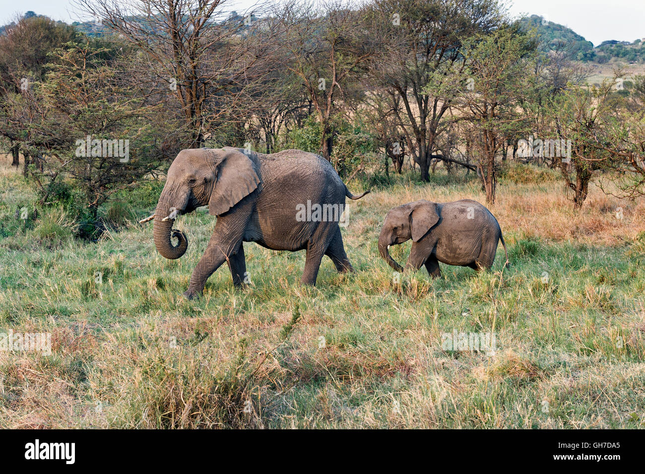 La Tanzanie, Serengeti NP, les éléphants d'Afrique, Loxodonta africana Banque D'Images