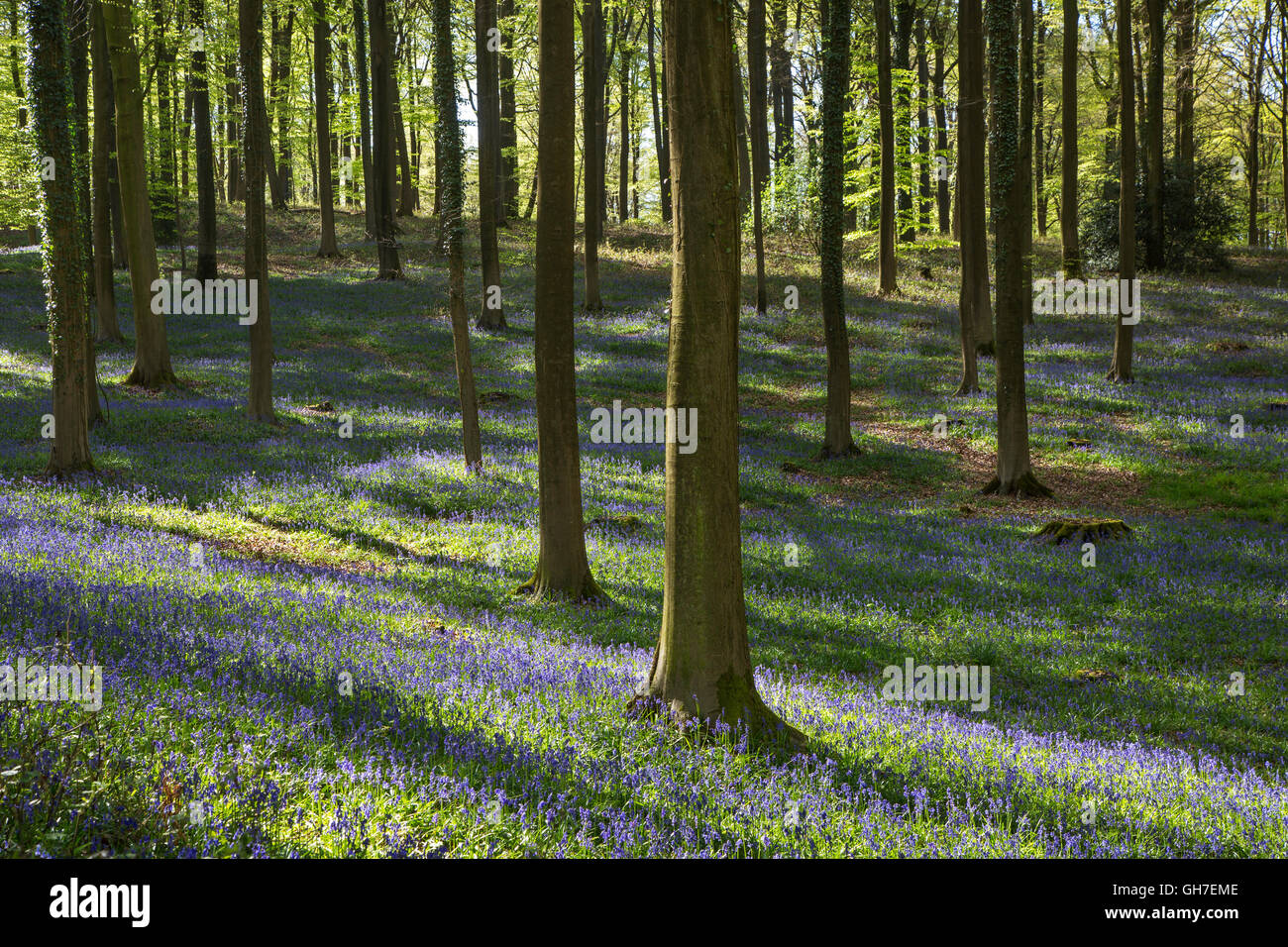 Bluebells (Endymion) nonscriptus en fleurs en forêt de hêtres (Fagus sylvatica) au printemps Banque D'Images