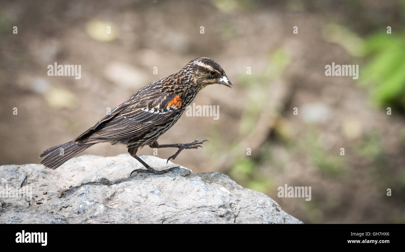 Renforcer le long - une jeune aile rouge oiseau noir. Banque D'Images