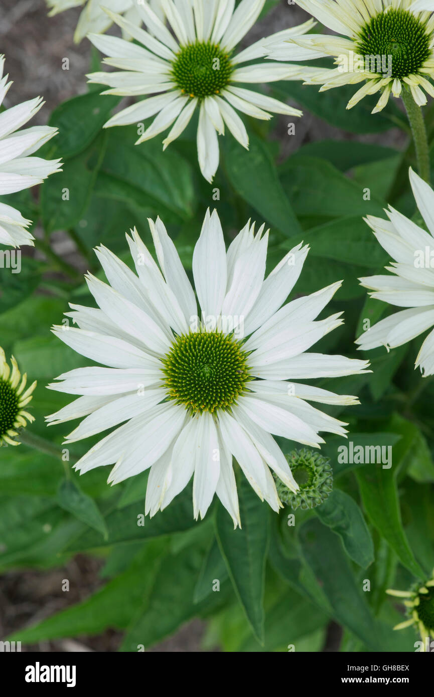 Echinacea purpurea 'Virgin'. Échinacée blanc Banque D'Images