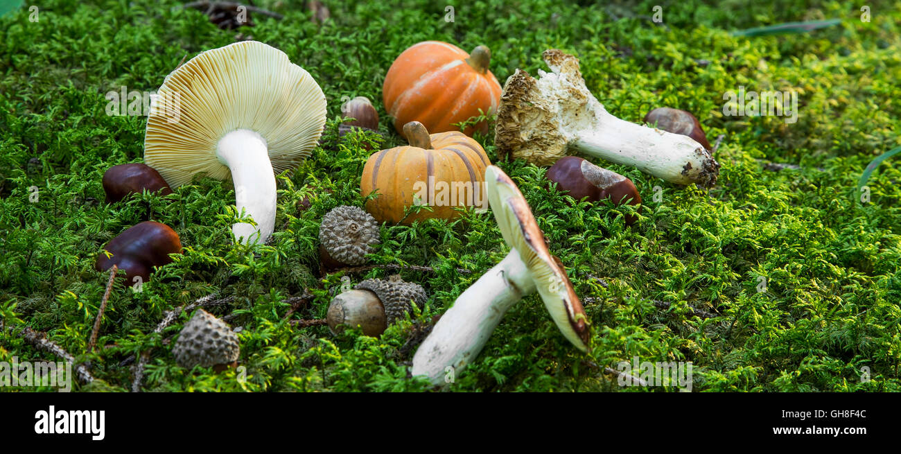 Décoration d'automne avec des champignons,citrouilles, les glands , châtaignes en mousse de forêt Banque D'Images
