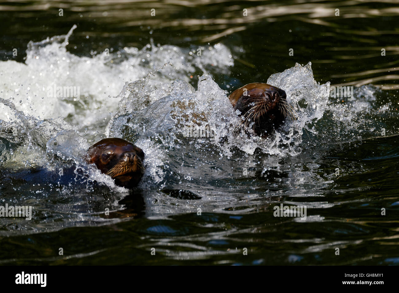 Les Lions de mer d'Amérique du Sud (Otaria flavescens) course dans l'eau Banque D'Images