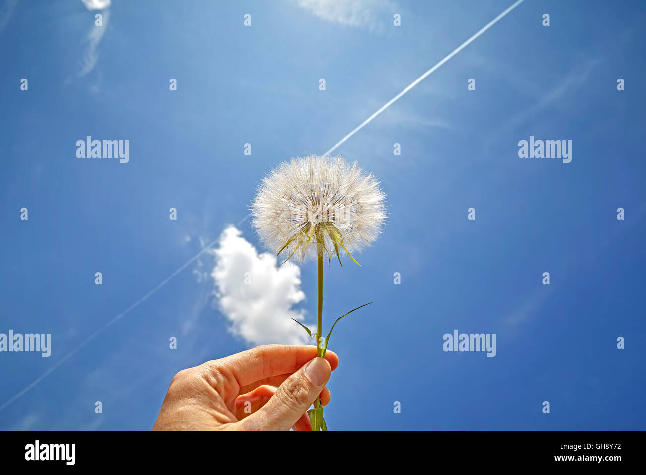 Tenir en main de pissenlit contre le ciel bleu. Banque D'Images