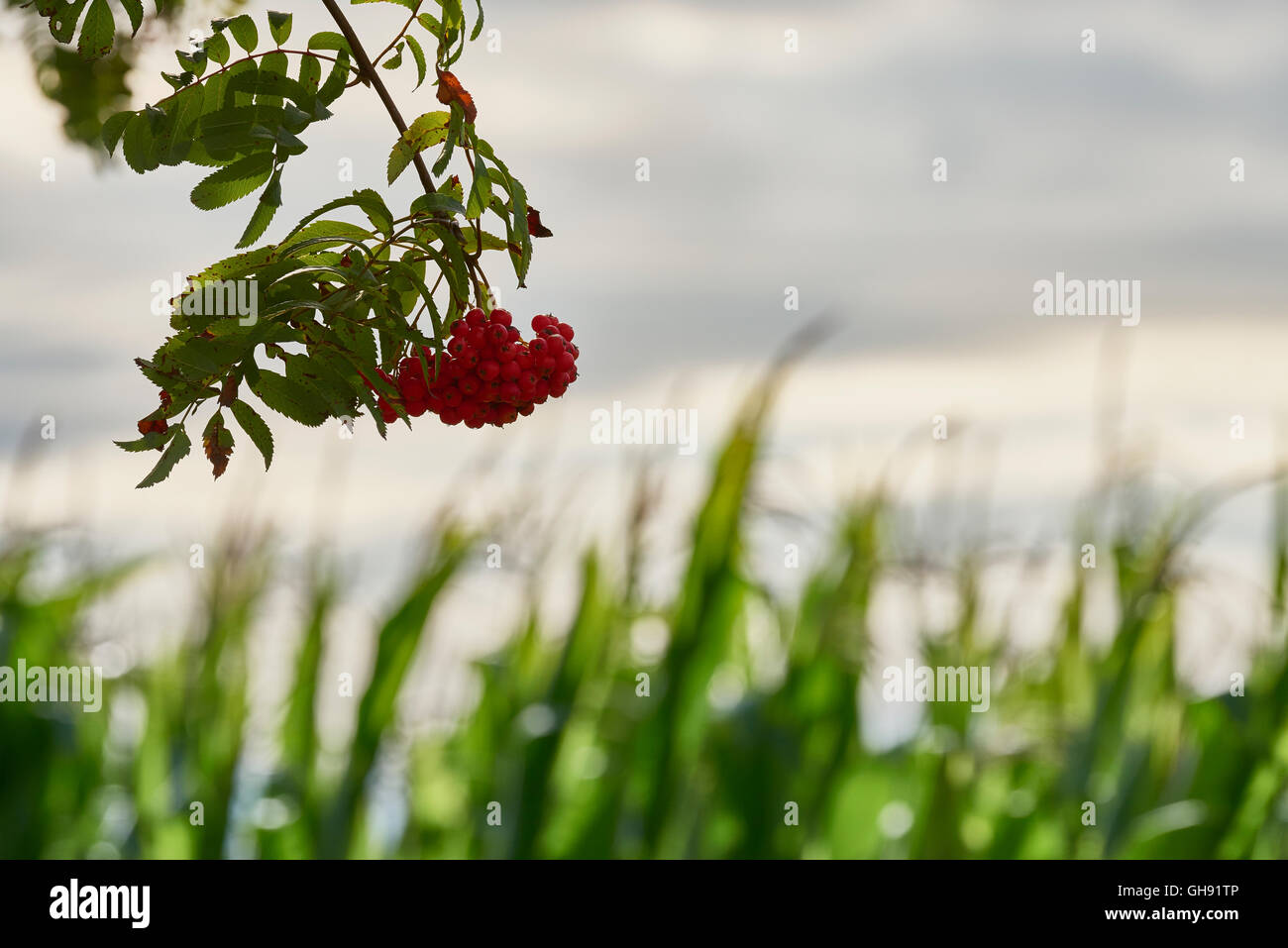 Nature en août : fruits rouges en face de champ de maïs et des cieux Banque D'Images