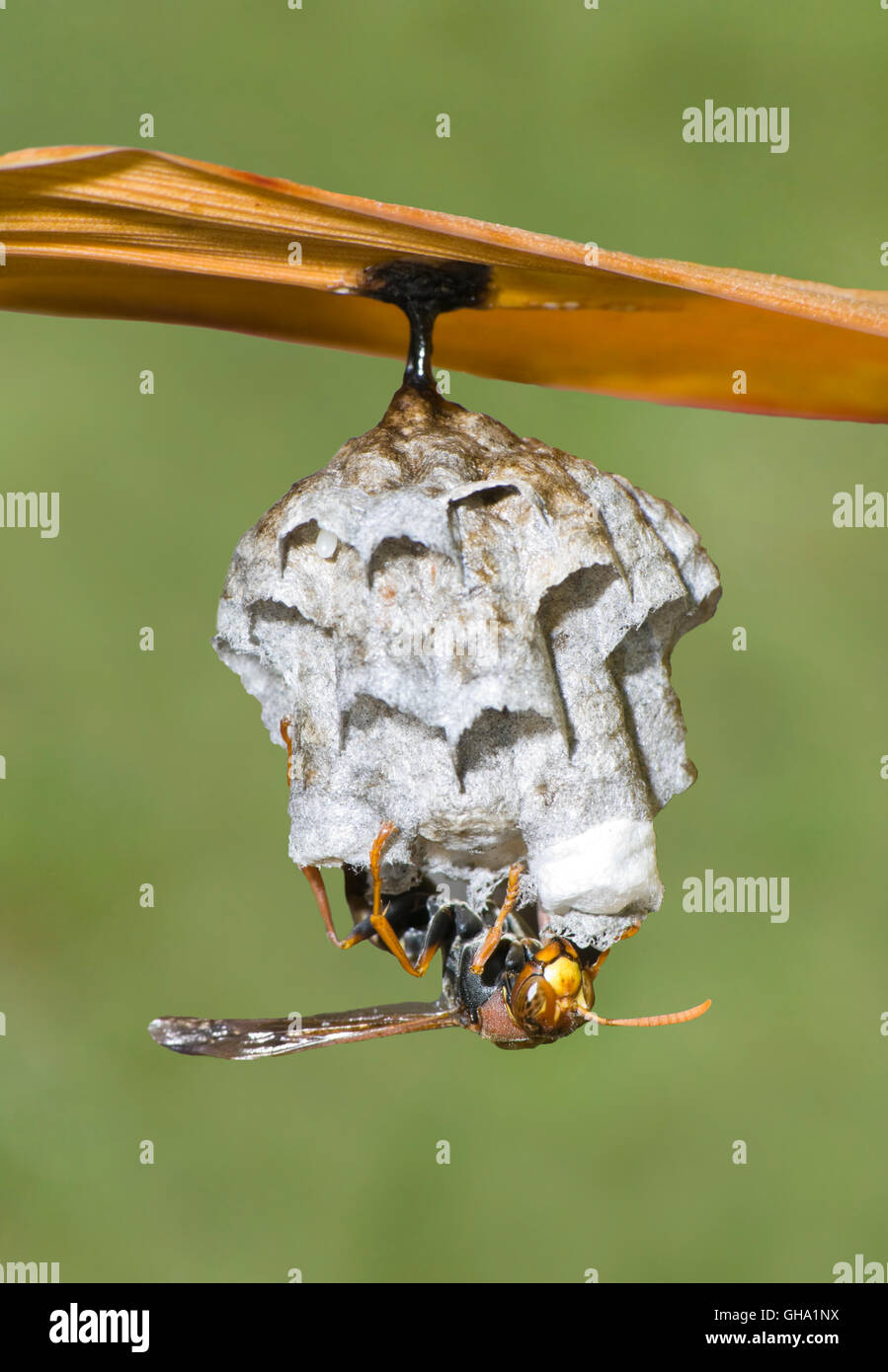 Un Paper-Nest (Guêpe Polistes variabilis) tendant à son nid, New South Wales, NSW, Australie Banque D'Images