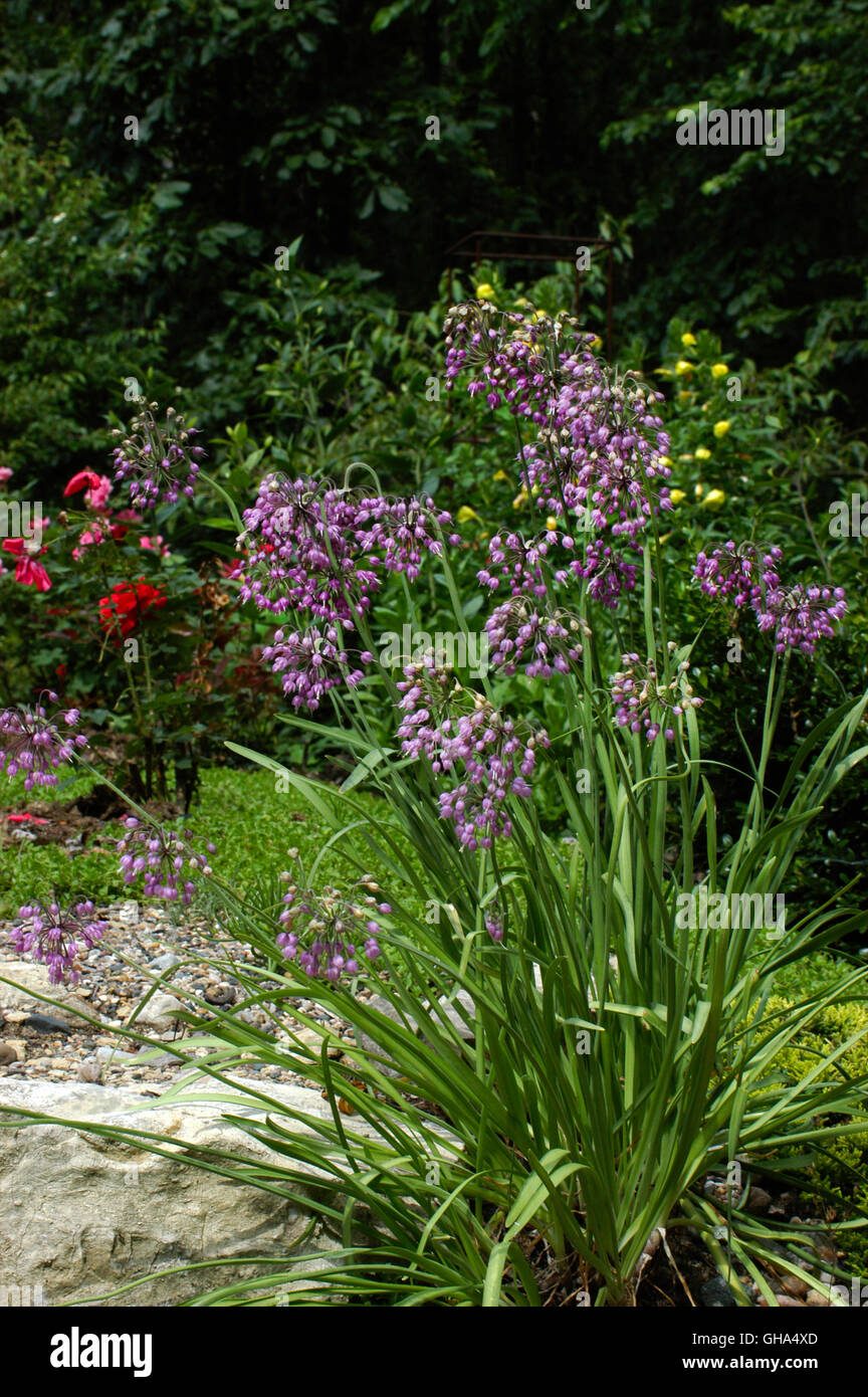 L'Oignon Allium cernuum, hochant Banque D'Images