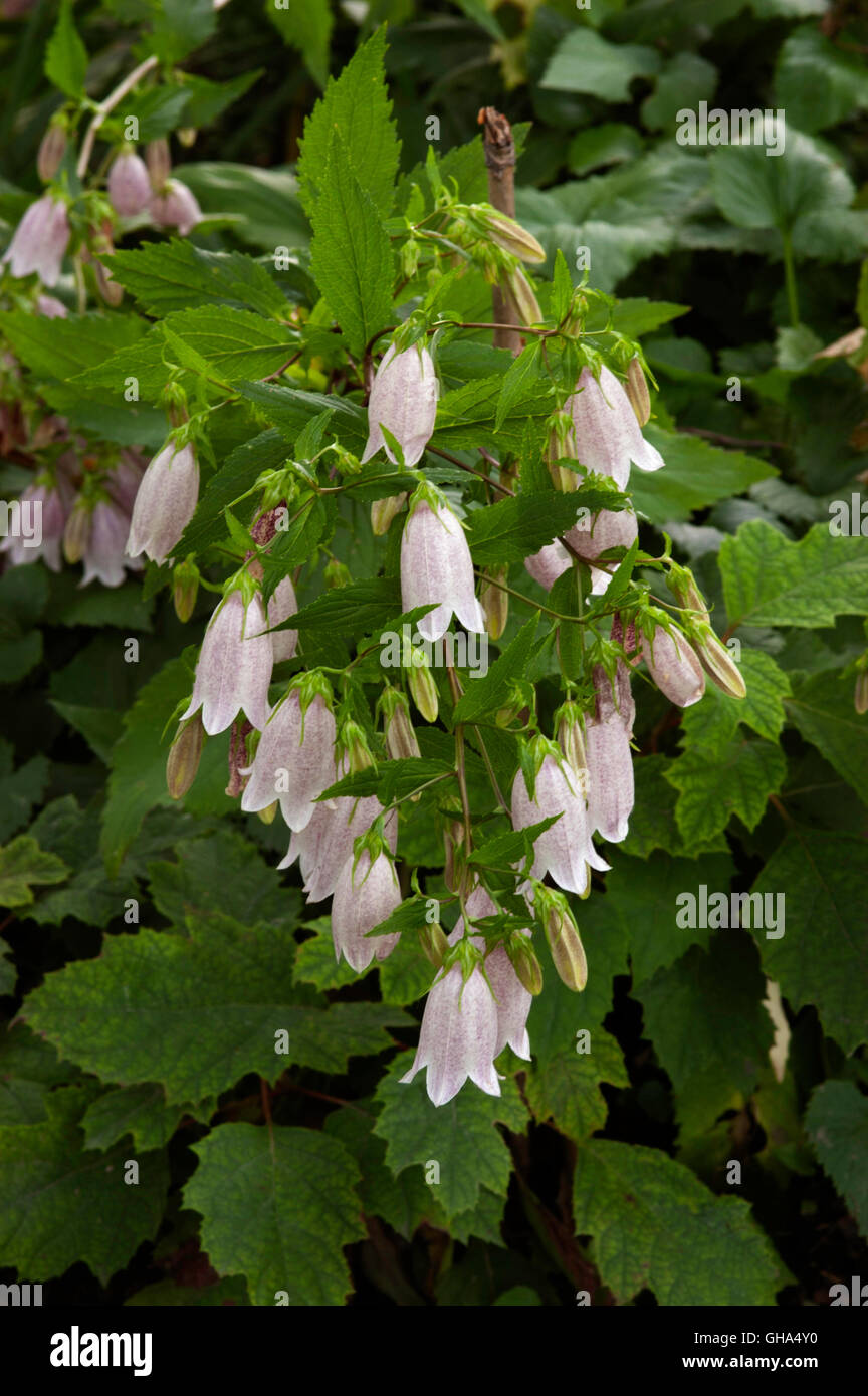 Campanula ELIZABETH Banque D'Images