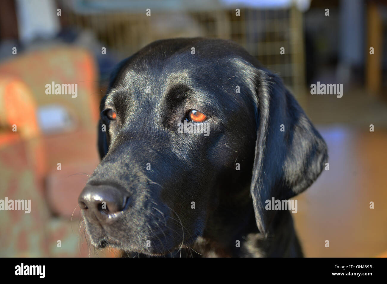 Profile close up of black Labrador dog Banque D'Images
