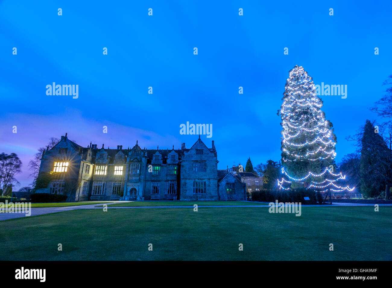 Le plus grand arbre de Noël, à Wakehurst Place dans le sud de l'Angleterre. Banque D'Images