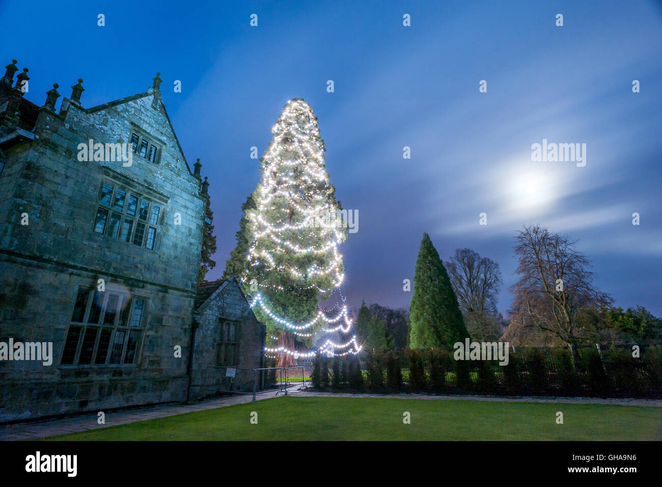 Le plus grand arbre de Noël, à Wakehurst Place dans le sud de l'Angleterre. Banque D'Images