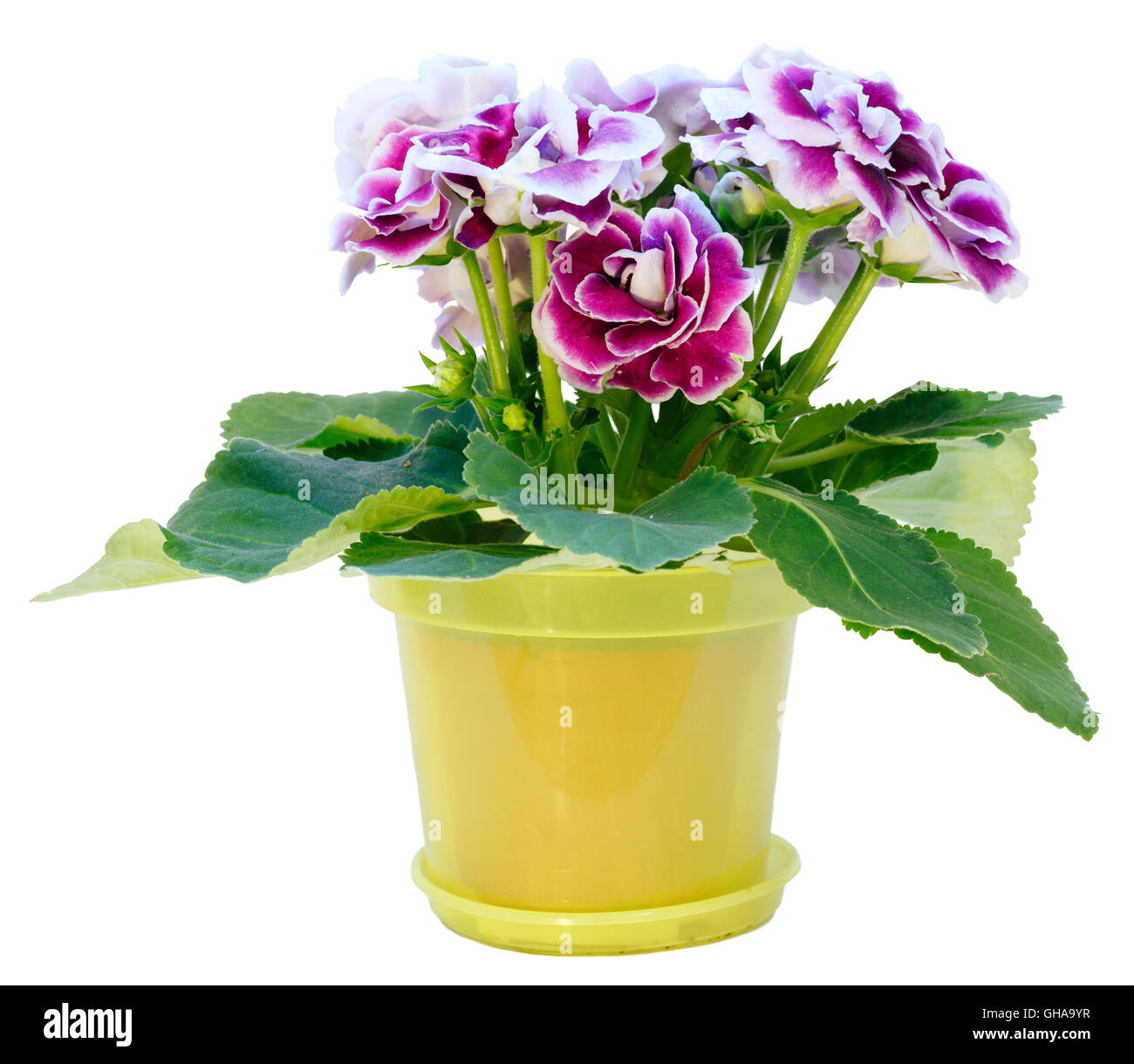 Gloxinia plante avec des fleurs violet-blanc en cache-pot isolé sur blanc. Banque D'Images