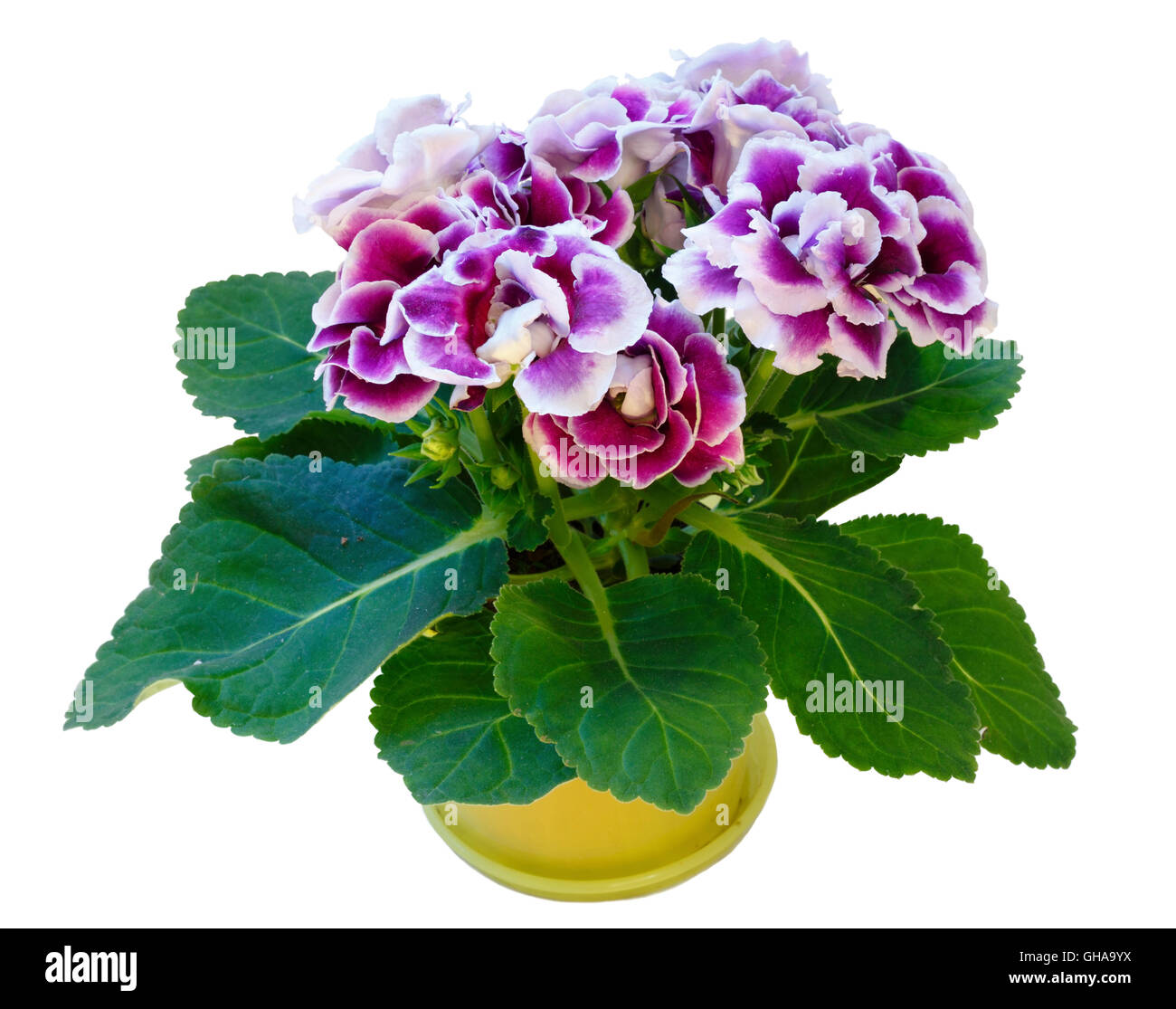 Gloxinia plante avec des fleurs violet-blanc en cache-pot isolé sur blanc. Banque D'Images