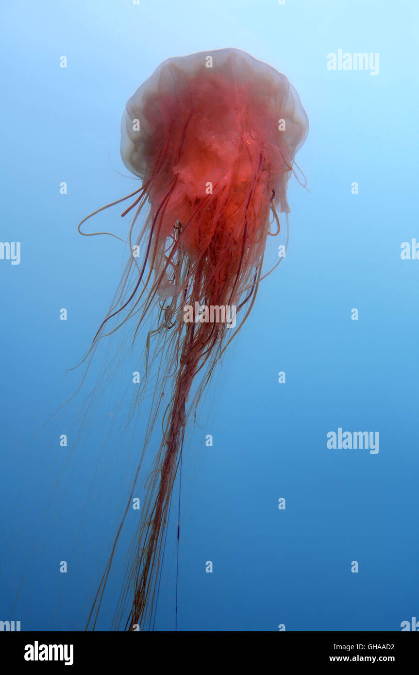 Méduse à crinière de lion, méduse géante ou les cheveux en gelée (Cyanea capillata) Océan