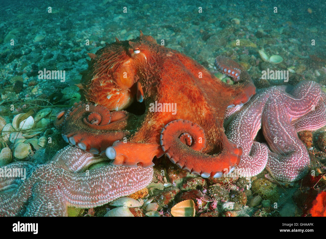 Pieuvre géante du pacifique Banque de photographies et d’images à haute résolution Alamy