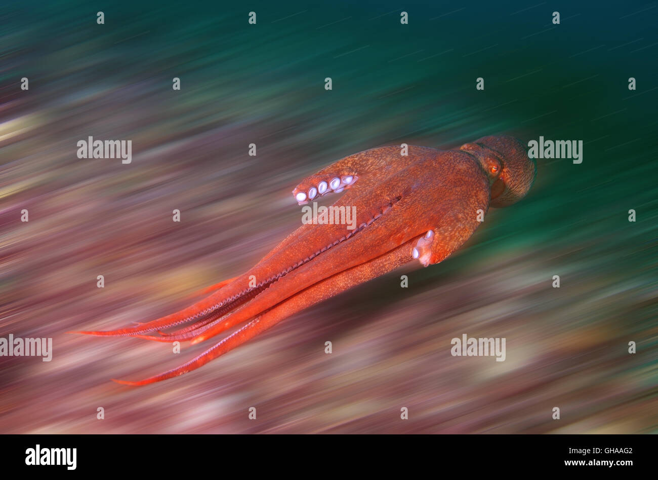 La pieuvre géante du Pacifique Nord, du Pacifique ou pieuvre géante (Enteroctopus dofleini dynamiquement) flotte au-dessus de la partie inférieure, le Pacifique Nord Banque D'Images