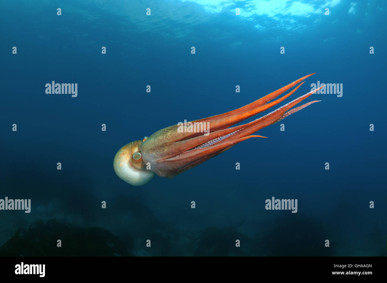 Pieuvre g?�ante du pacifique nord Banque de photographies et d�??images ?� haute r?�solution - Alamy