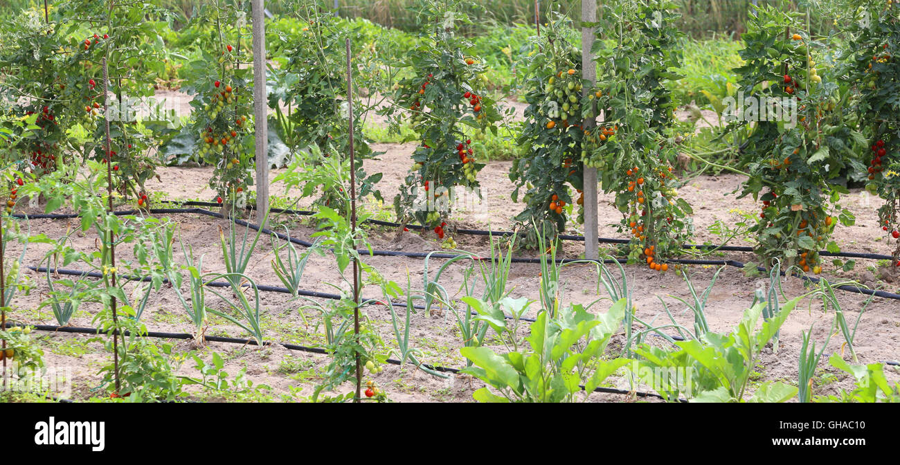 Les tomates rouges en grande ferme jardin en été Banque D'Images