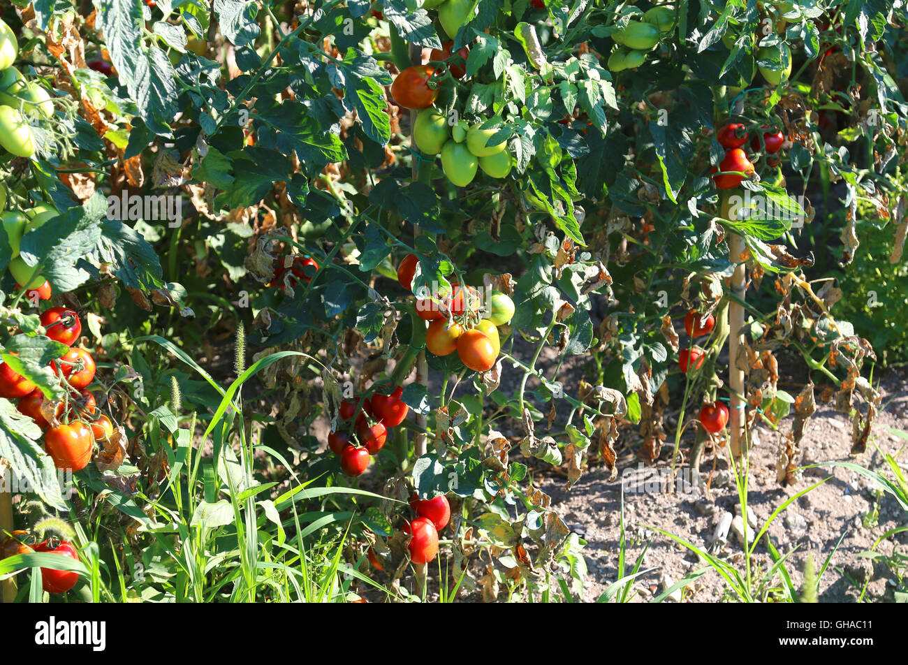 Les tomates dans grande ferme jardin en été Banque D'Images
