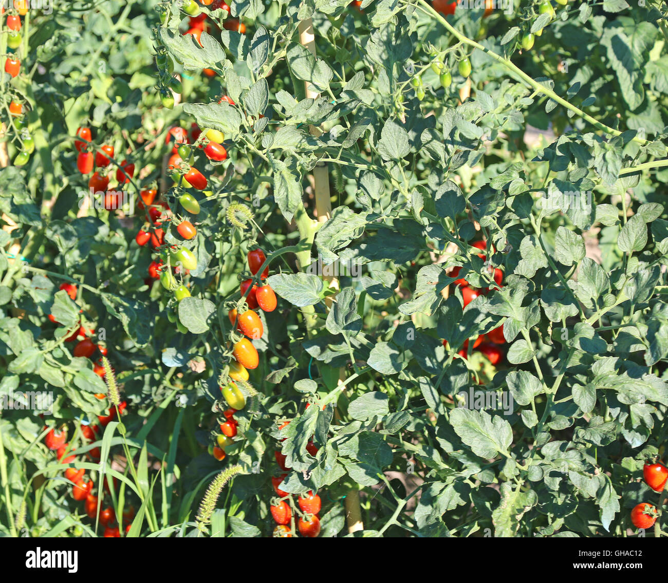 Tomates mûres rouges dans grande ferme jardin en été Banque D'Images