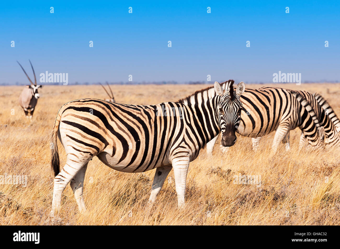 Groupe des zèbres et des oryx dans le Parc National d'Etosha en Namibie, Concept pour le voyage en Afrique et Safari Banque D'Images Groupe des zèbres et des oryx dans le Parc National d'Etosha en Namibie, Concept pour le voyage en Afrique et Safari Banque D'Images