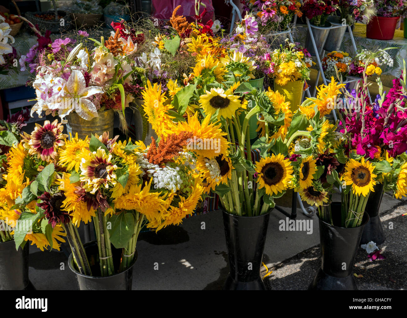 Les fleurs coupées à une semaine d'été, marché de producteurs, Crested Butte, Colorado, USA Banque D'Images