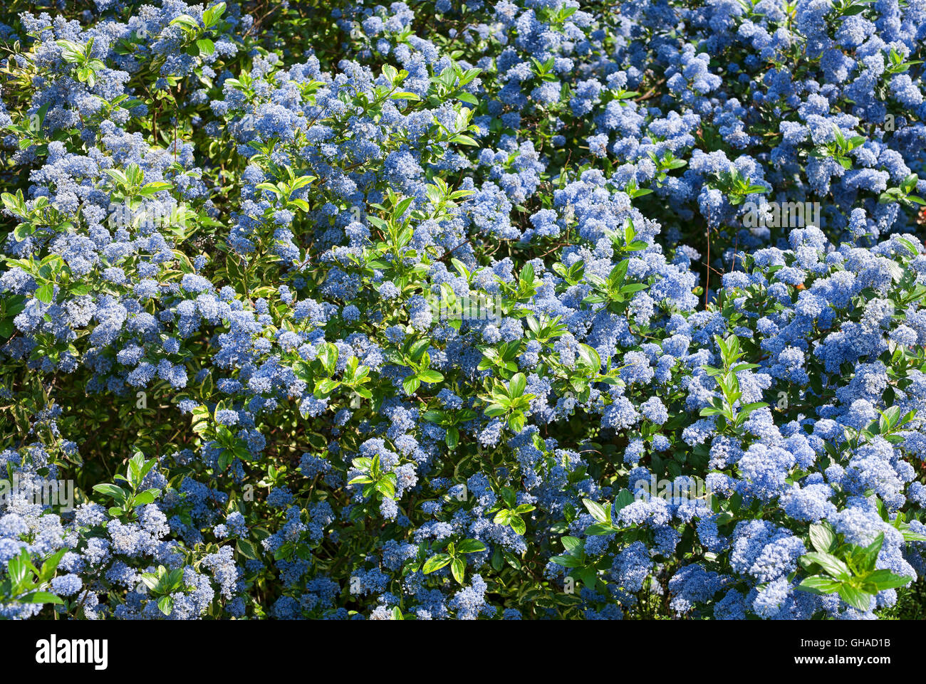 Gros plan des fleurs bleues de Ceanothus fleurissent en été Bloom Blooms Angleterre Royaume-Uni Royaume-Uni Grande-Bretagne Banque D'Images