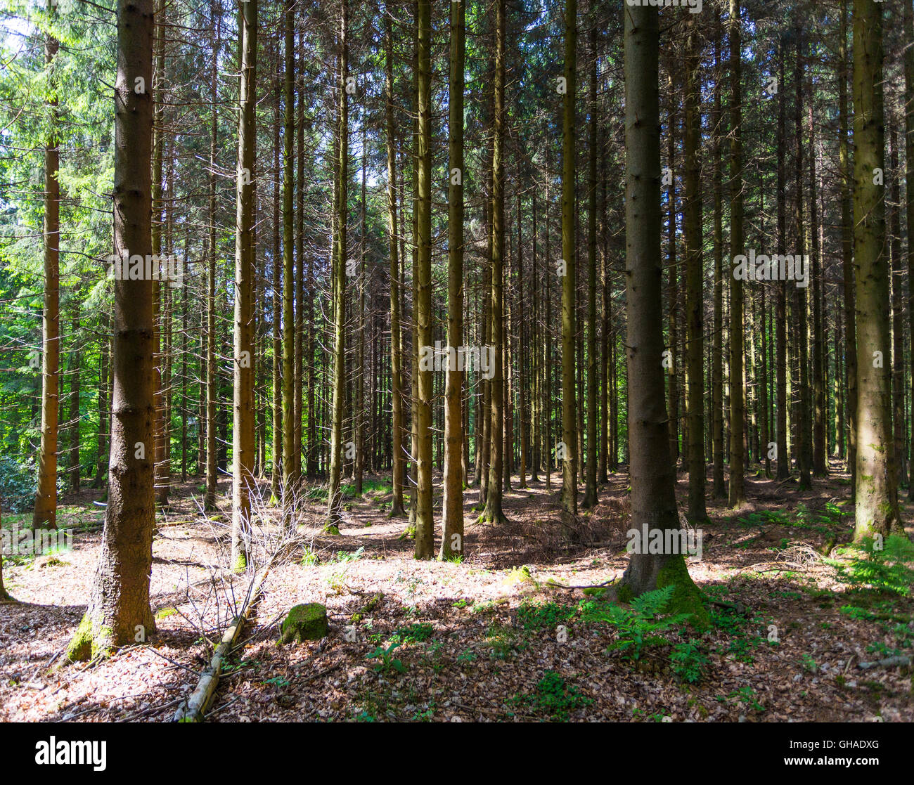 Bois Forêt Banque D'Images