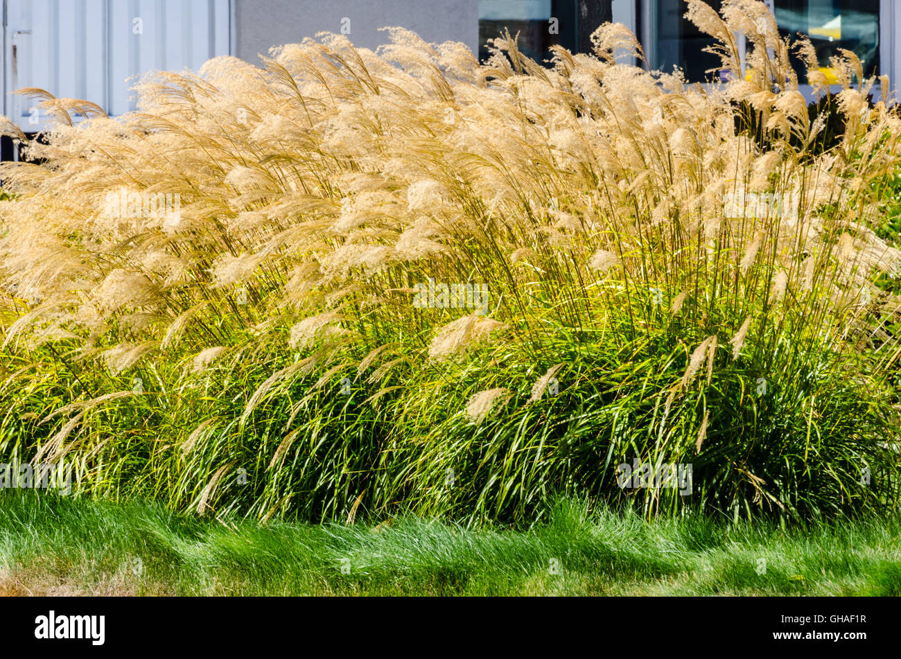 L'herbe décorative Banque D'Images