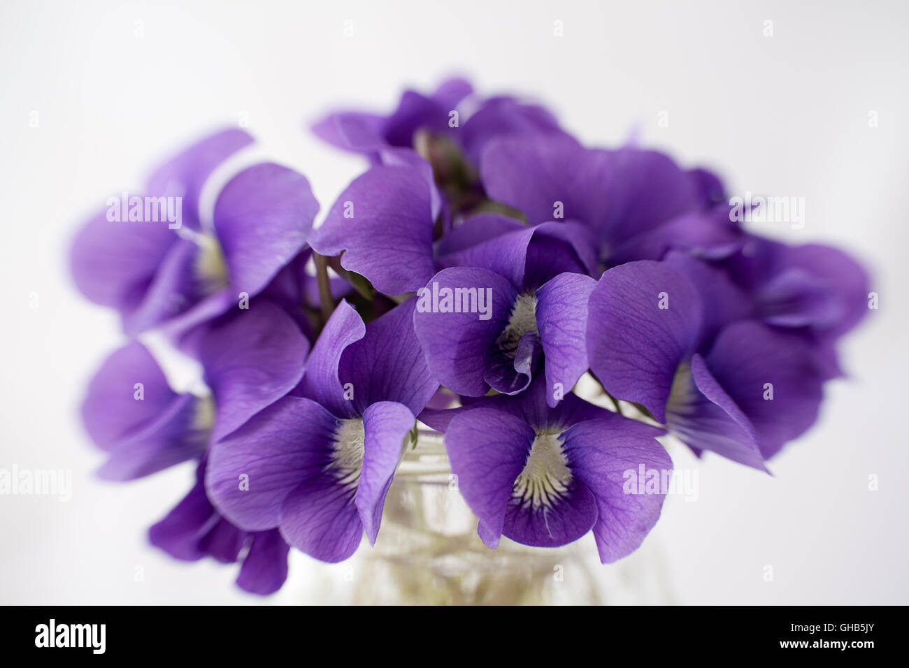 Close-up du petit bouquet de violettes Banque D'Images