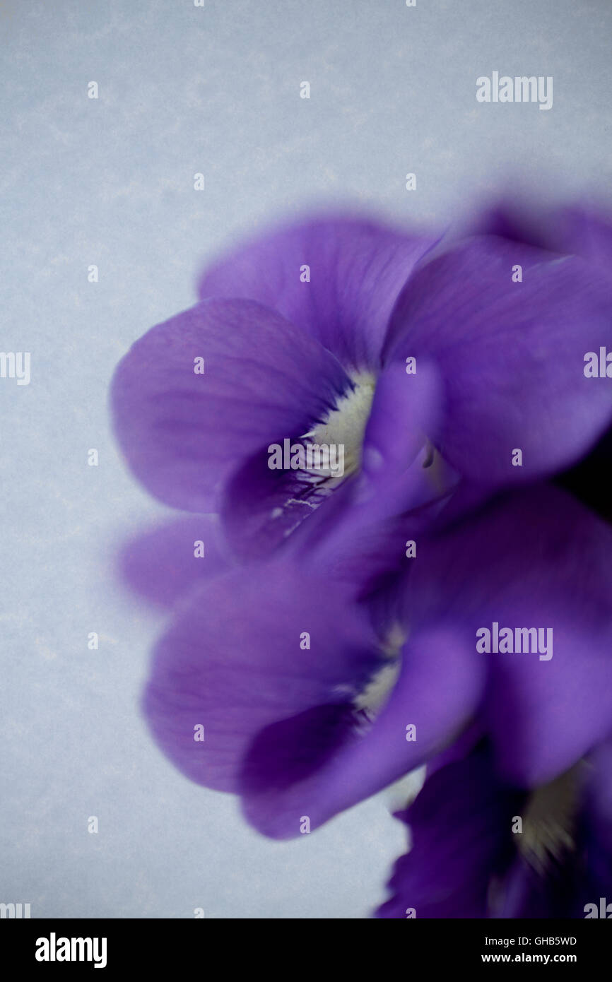 Close-up du petit bouquet de violettes Banque D'Images