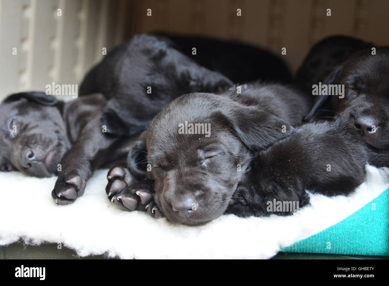 Chiots Labrador Noir Dormir Sur Lame De Tous Ensemble Photo Stock Alamy