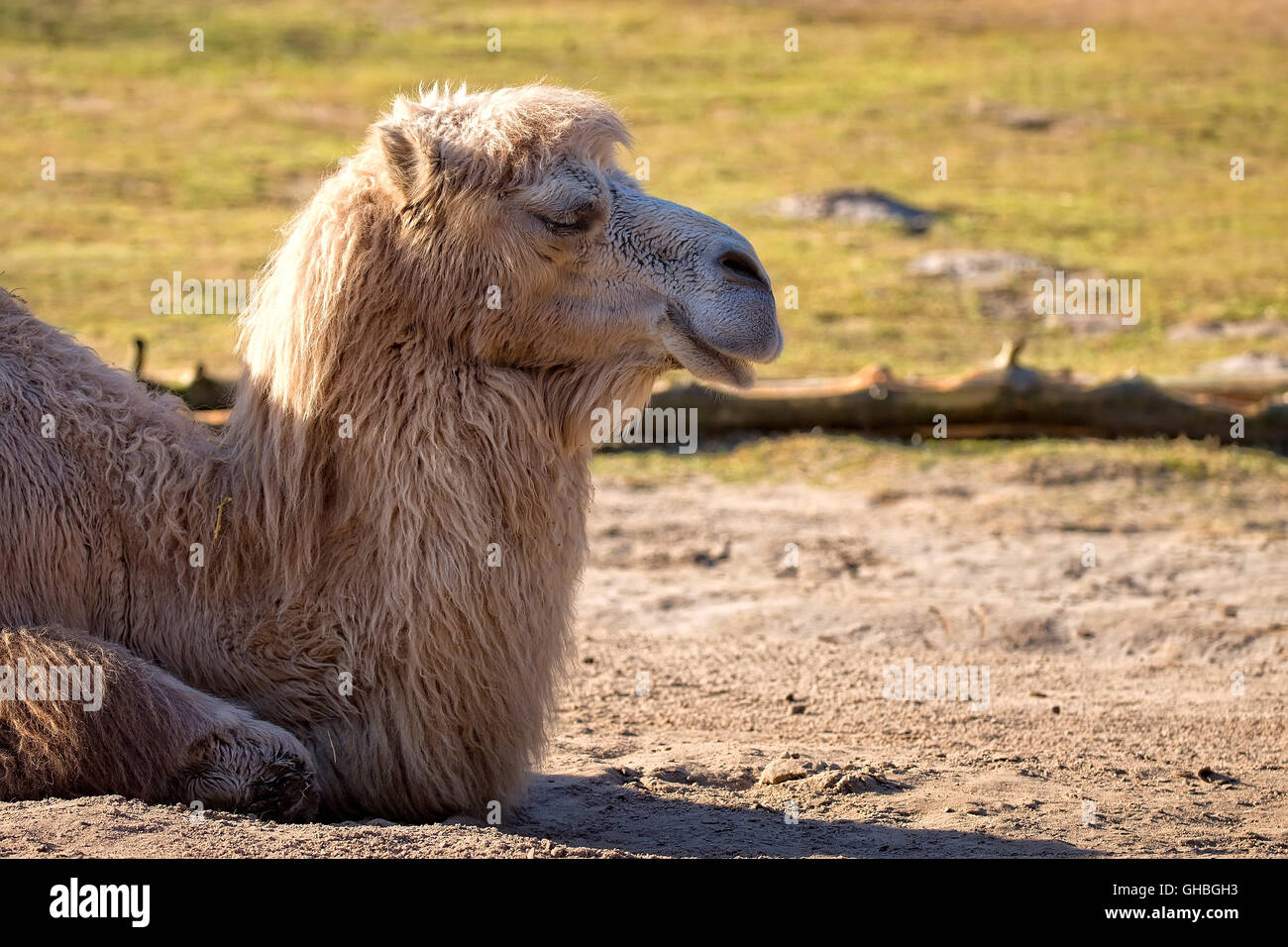 Camel se reposant dans une clairière dans la nature Banque D'Images Camel se reposant dans une clairière dans la nature Banque D'Images