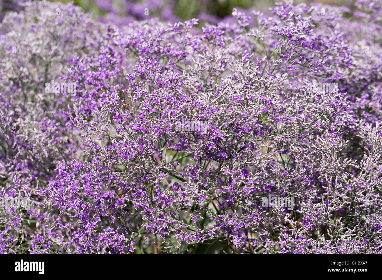 Limonium platyphyllum 'Violetta'. Statice à feuilles larges. Banque D'Images