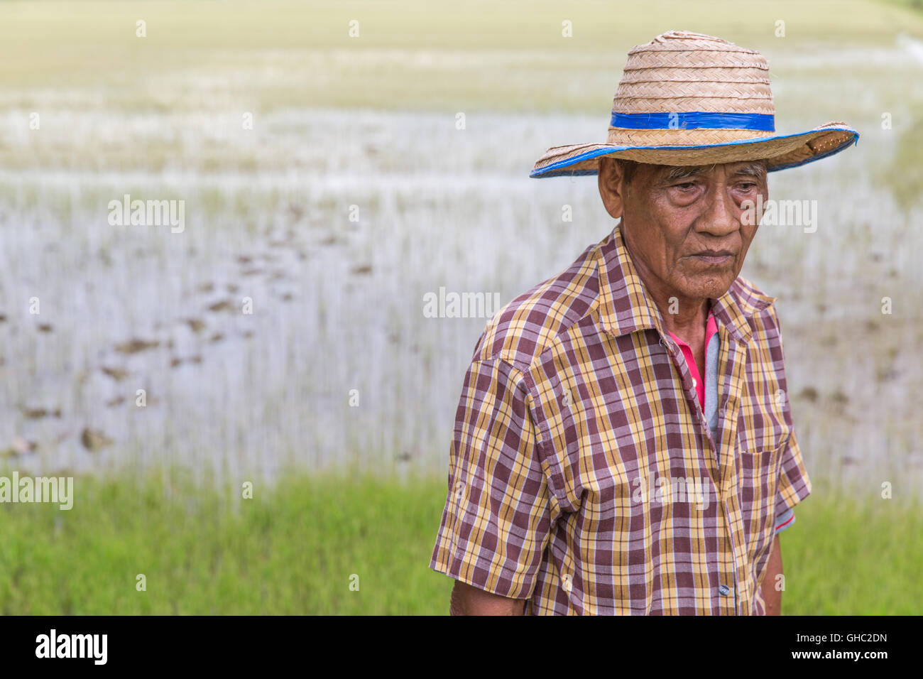 Personnes âgées du riz Thaï farmer portant un chapeau et regardant en bas avec une rizière en arrière-plan Banque D'Images