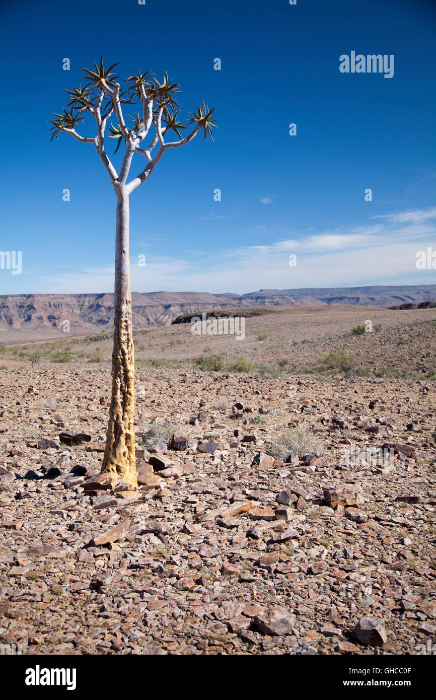 Aloe dichotoma, Quiver Tree, à Fish River Canyon en Namibie Banque D'Images