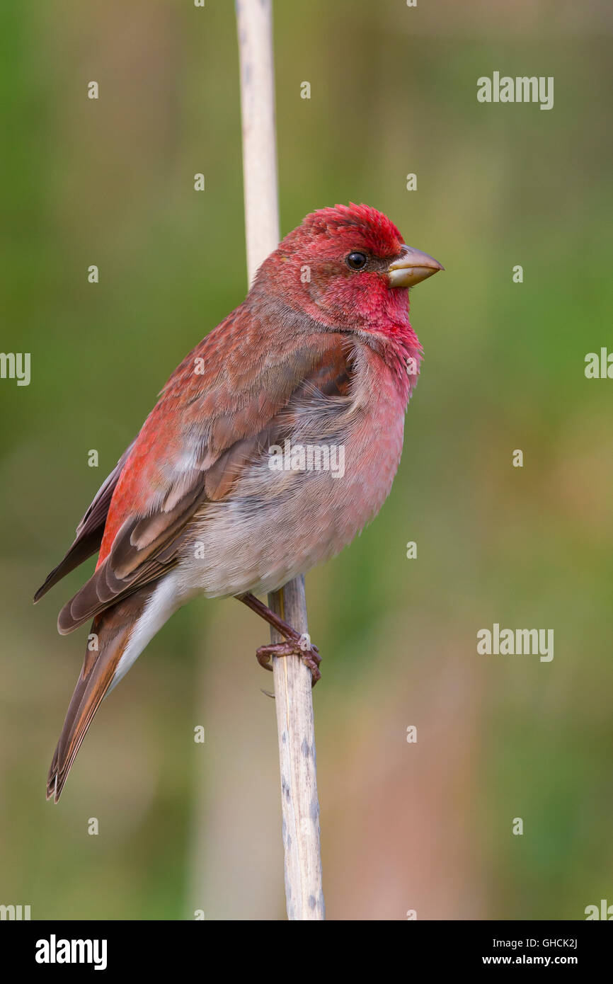 Common Rosefinch (Carpodacus erythrinus ) mâle adulte debout sur une brindille, Oulu, Ostrobotnie du Nord, en Finlande Banque D'Images