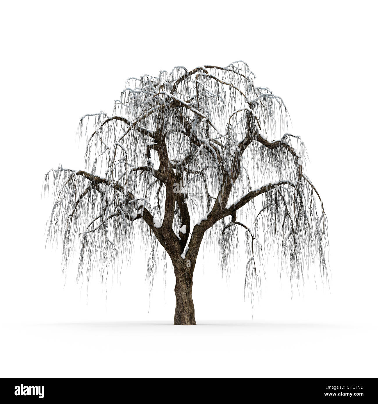 Hiver arbre sans feuilles sur fond blanc le rendu 3D Banque D'Images