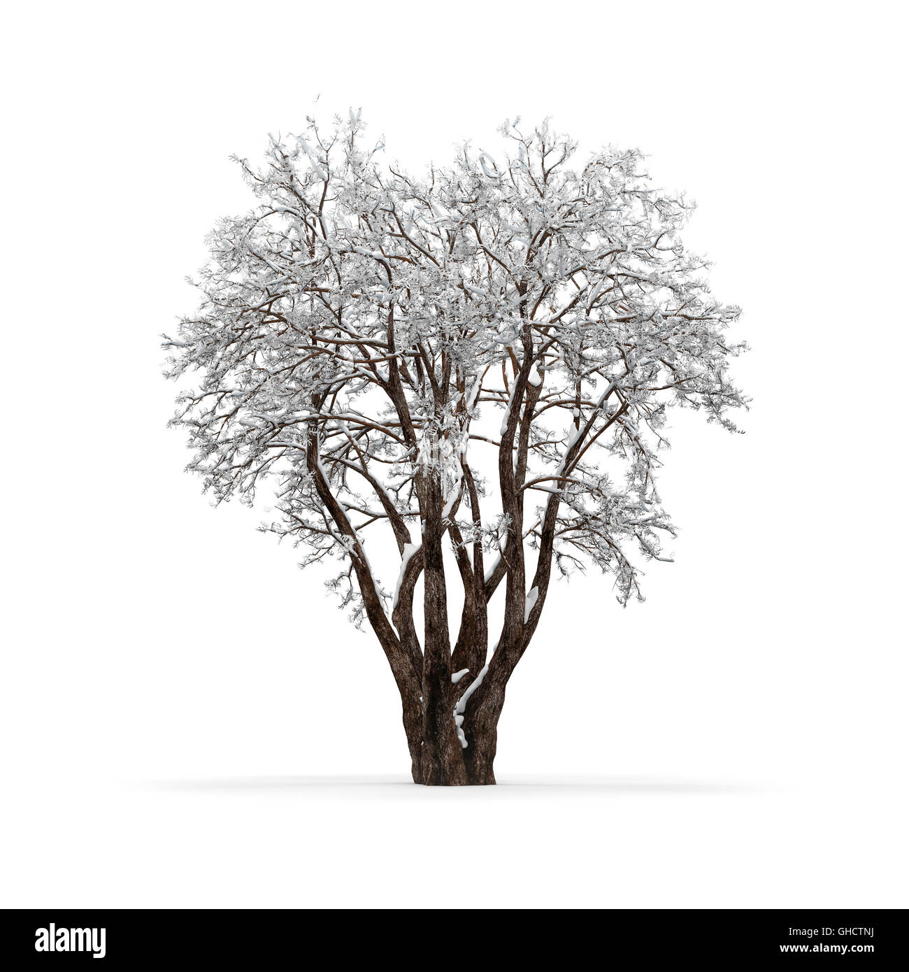 Hiver arbre sans feuilles sur fond blanc le rendu 3D Banque D'Images