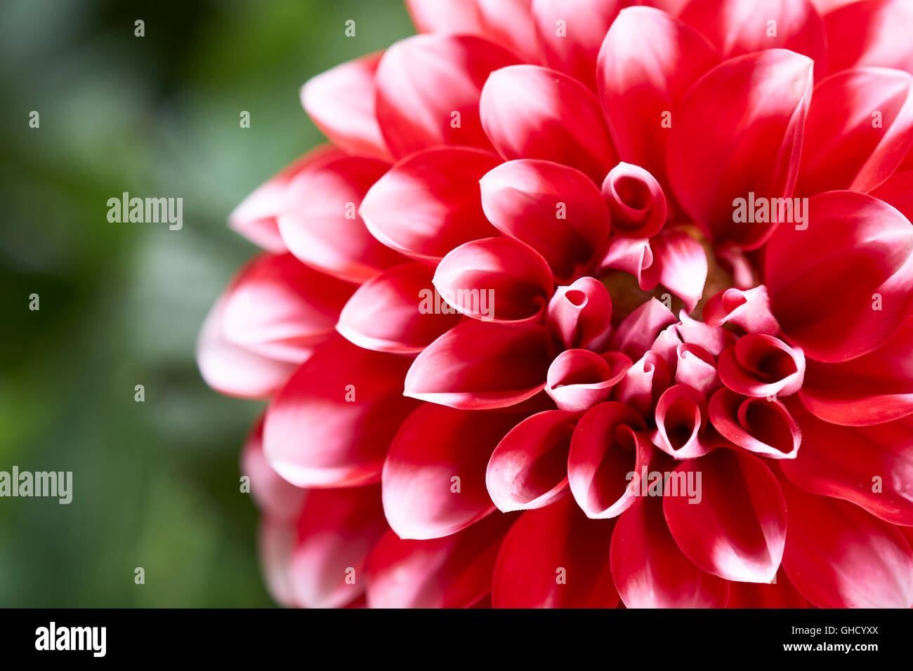 Dahlia rouge, Dalina Maxi Tampico (P), fleur. Banque D'Images